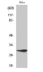 Western blot analysis of HeLa cells using Anti-SPIN1 Antibody