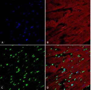 Immunohistochemistry analysis of rat heart, fixed in formali