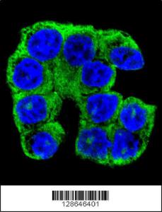 Anti-FA96A Rabbit Polyclonal Antibody (FITC (Fluorescein Isothiocyanate))