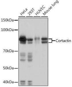 Western blot analysis of extracts of various cell lines, using Anti-Cortactin Antibody [ARC1613] (A307999) at 1:1,000 dilution. The secondary antibody was Goat Anti-Rabbit IgG H&L Antibody (HRP) at 1:10,000 dilution.