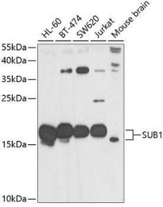 Anti-PC4 antibody