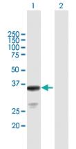 Anti-OLIG2 Mouse Polyclonal Antibody