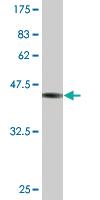 Anti-SP3 Mouse Monoclonal Antibody [clone: 3F2]