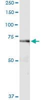 Anti-GAS2L3 Polyclonal Antibody Pair