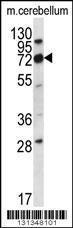 Anti-IGSF8 Rabbit Polyclonal Antibody (APC (Allophycocyanin))