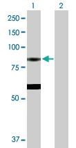 Anti-EPX Rabbit Polyclonal Antibody