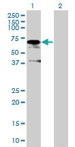 Anti-ZUFSP Mouse Polyclonal Antibody