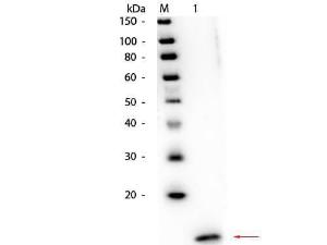 Anti-Streptavidin  Rabbit polyclonal antibody