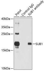 Anti-PC4 antibody