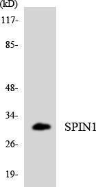 Western blot analysis of the lysates from K562 cells using Anti-SPIN1 Antibody