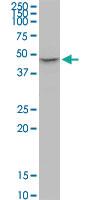 Anti-P2RX2 Mouse Monoclonal Antibody [clone: 3D5]