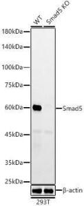 Western blot analysis of extracts from wild type(WT) and Smad5 knockout (KO) 293T(KO) cells, using Anti-SMAD5 Antibody [ARC55344] (A309477) at 1:1,000 dilution. The secondary antibody was Goat Anti-Rabbit IgG H&L Antibody (HRP) at 1:10,000 dilution.