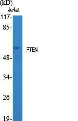 Anti-PTEN antibody