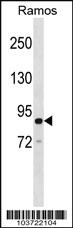 Anti-ARHGAP26 Rabbit Polyclonal Antibody