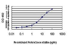 Anti-CD81 Mouse Monoclonal Antibody [clone: 2B7]