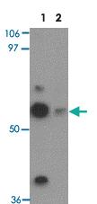 Anti-TEKT5 Rabbit Polyclonal Antibody