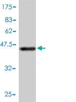 Anti-RGS10 Mouse Monoclonal Antibody [clone: 1G9-2D4]