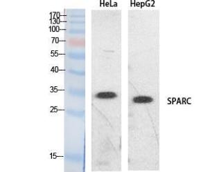 Western blot analysis of extracts from HeLa, HepG2 cells using Anti-SPARC Antibody