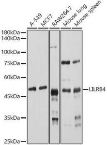 Western blot analysis of extracts of various cell lines, using Anti-ILT-3 Antibody (A12068) at 1:1,000 dilution. The secondary antibody was Goat Anti-Rabbit IgG H&L Antibody (HRP) at 1:10,000 dilution.