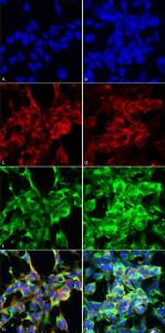 Immunocytochemistry/Immunofluorescence analysis of human embryonic kidney epithelial cell line (HEK293), fixed in 5% formaldehyde for 5 minutes, using Anti-Methylglyoxal Antibody [9E7] (A304733), at 1:50 for 30-60 min at room temperatur