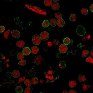 Immunofluorescent analysis of MOLT-4 cells stained with Anti-CD11 Antibody [C6/372] followed by Goat Anti-Mouse IgG (CF and #174; 488) (Green). Nuclei are stained with RedDot