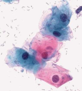 Cytological standard stain acc. to Szczepanik, CYTOCOLOR®, Sigma-Aldrich®