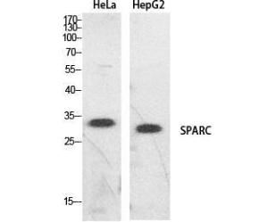 Western blot analysis of HeLa, HepG2 cells using Anti-SPARC Antibody