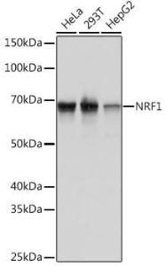 Western blot analysis of extracts of various cell lines, using Anti-NRF1 Antibody [ARC0768] (A306763) at 1:1,000 dilution