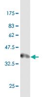 Anti-SP3 Mouse Monoclonal Antibody [clone: 4E12]