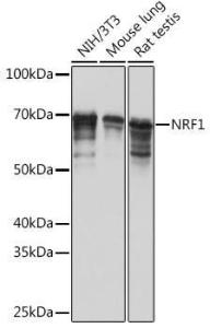 Western blot analysis of extracts of various cell lines, using Anti-NRF1 Antibody [ARC0768] (A306763) at 1:1,000 dilution