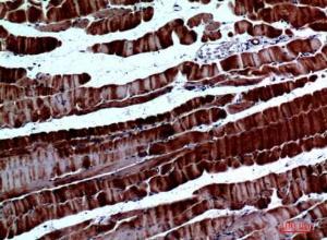 Immunohistochemical analysis of paraffin-embedded mouse muscle using Anti-SPARC Antibody