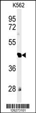 Anti-RTN4RL1 Rabbit Polyclonal Antibody