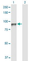 Anti-SEMA4A Rabbit Polyclonal Antibody