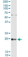 Anti-TNFSF18 Polyclonal Antibody Pair