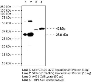 STING (C-Term) Monoclonal Antibody, Clone 1B10