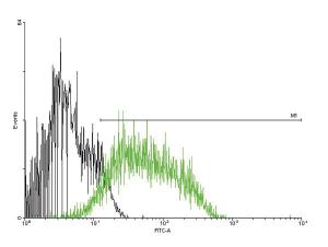 Anti-ADGRE5 Mouse Polyclonal Antibody