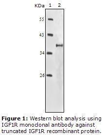 Anti-CDKN2A Rabbit Polyclonal Antibody (DyLight® 488)