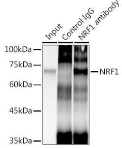 Immunoprecipitation analysis of 300 µg extracts of HeLa cells using 3 µg of Anti-NRF1 Antibody [ARC0768] (A306763). This Western blot was performed on the immunoprecipitate using Anti-NRF1 Antibody [ARC0768] (A306763) at a dilution of 1:1000