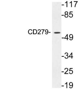 Western blot analysis of lysates from NFS 5C 1 cells using Anti-CD279 Antibody