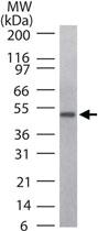 Anti-CD4 Rabbit Polyclonal Antibody