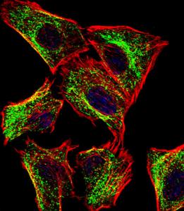 Anti-ATP5J Rabbit Polyclonal Antibody (APC (Allophycocyanin))