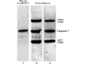 TrueBlot® IP/Western Blot, Rockland Immunochemicals