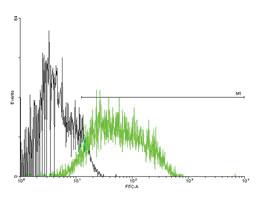 Anti-ADGRE5 Mouse Polyclonal Antibody