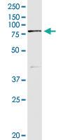 Anti-SEMA4A Rabbit Polyclonal Antibody