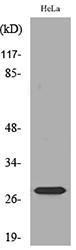 Western blot analysis of lysate from HeLa cells using Anti-SNRPN Antibody