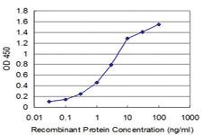 Anti-HEY1 Mouse Monoclonal Antibody [clone: 3G10]