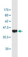 Anti-SP3 Mouse Monoclonal Antibody [clone: 1G9]