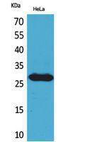 Western blot analysis of HeLa cells using Anti-SNRPN Antibody