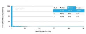 Analysis of protein array containing more than 19,000 full-length human proteins using Anti-S100 beta Antibody [S100B/4149