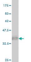 Anti-DUSP5 Mouse Monoclonal Antibody [clone: 4C8]